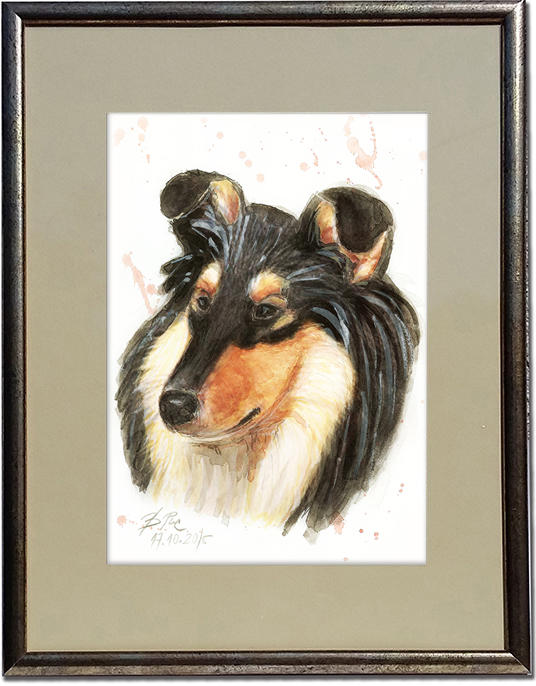 A watercolor portrait of  my father's Tricolor Scotch Collie Andy.