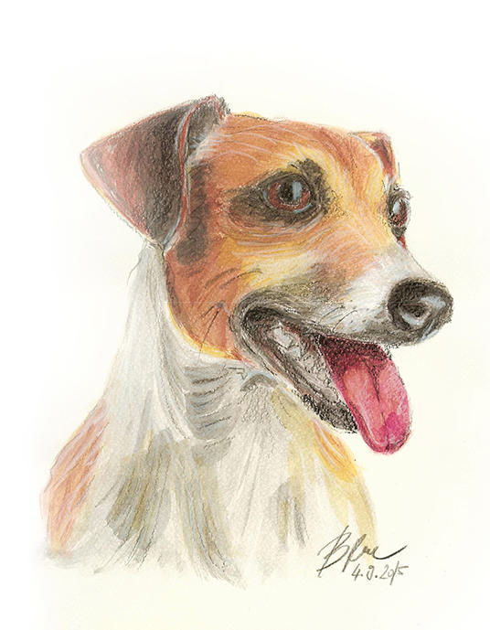 A watercolor portrait of a very lovely Jack Russell Terrier.