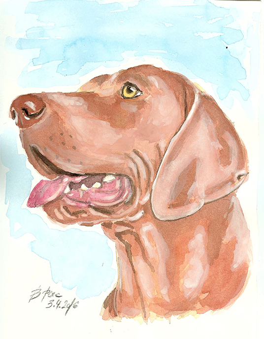 A watercolor portrait of a beautifull Weimaraner in a wooden frame.